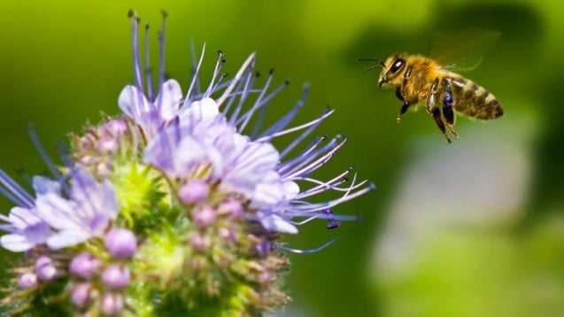 Description: What is Monofloral Honey? | QNet Knowledge Series