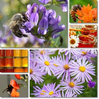 Description: Properties and Benefits of Polyfloral Honey – NatureWord