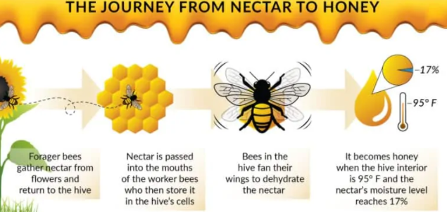 Journey-Nectar to honey.png