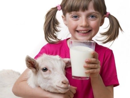 cow vs goats milk
