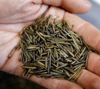 wild rice